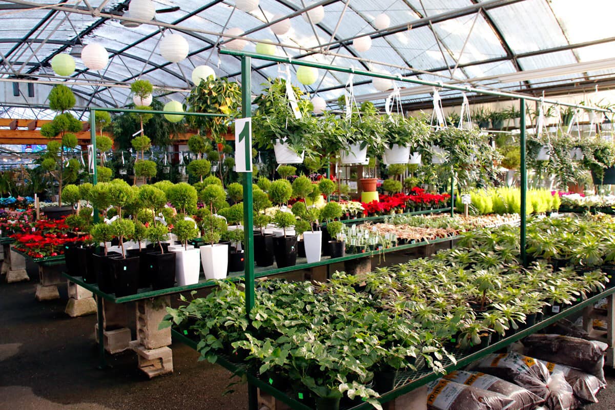 Flowers Factory Jobs in Spalding Hiring Workers Factory in UK